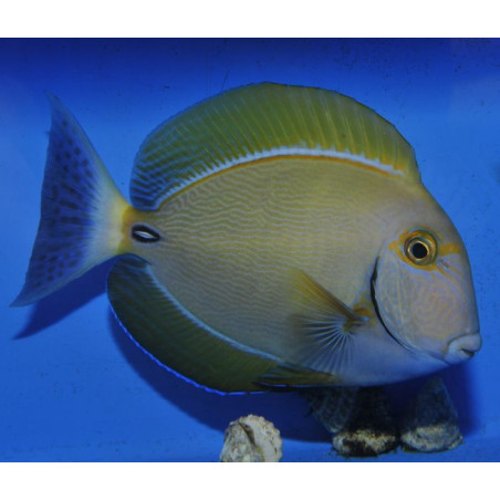 Acanthurus dussumieri 4-5cm