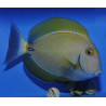 Acanthurus dussumieri 4-5cm