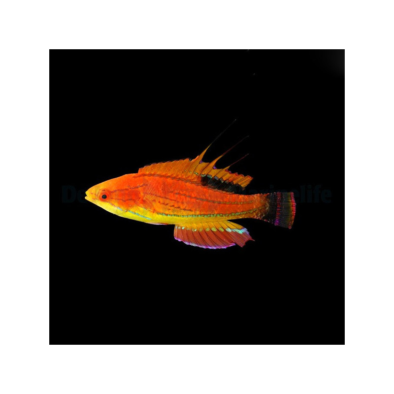 Paracheilinus carpenteri 4-5cm