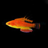 Paracheilinus carpenteri 4-5cm
