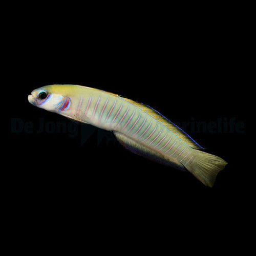 Ptereleotris zebra 4-6cm