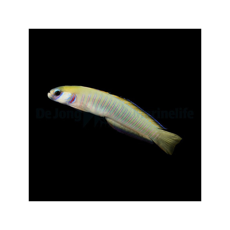 Ptereleotris zebra 4-6cm