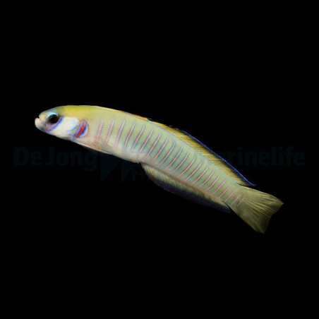 Ptereleotris zebra 4-6cm