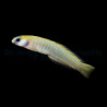 Ptereleotris zebra 4-6cm