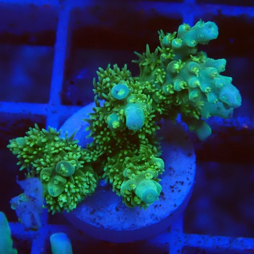 Acropora chesterfield J4 WYSIWYG