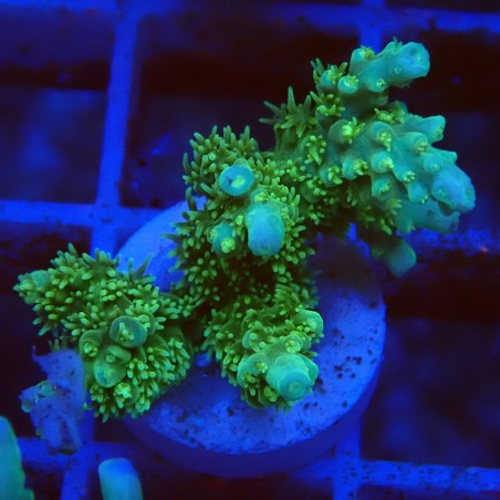 Acropora chesterfield J4 WYSIWYG