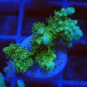 Acropora chesterfield J4 WYSIWYG