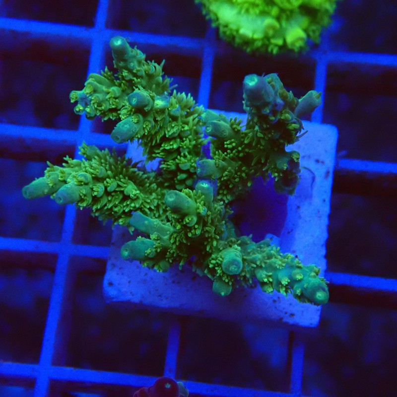 Acropora chesterfield S2 WYSIWYG