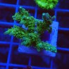 Acropora chesterfield S2 WYSIWYG