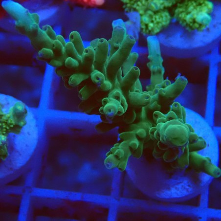 Acropora echinata J3 WYSIWYG