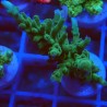 Acropora echinata J3 WYSIWYG