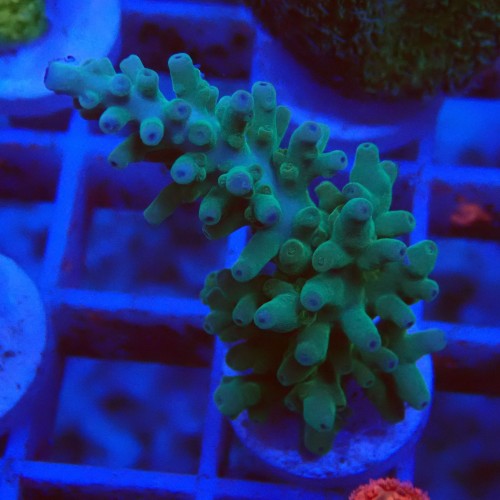 Acropora echinata J8 WYSIWYG