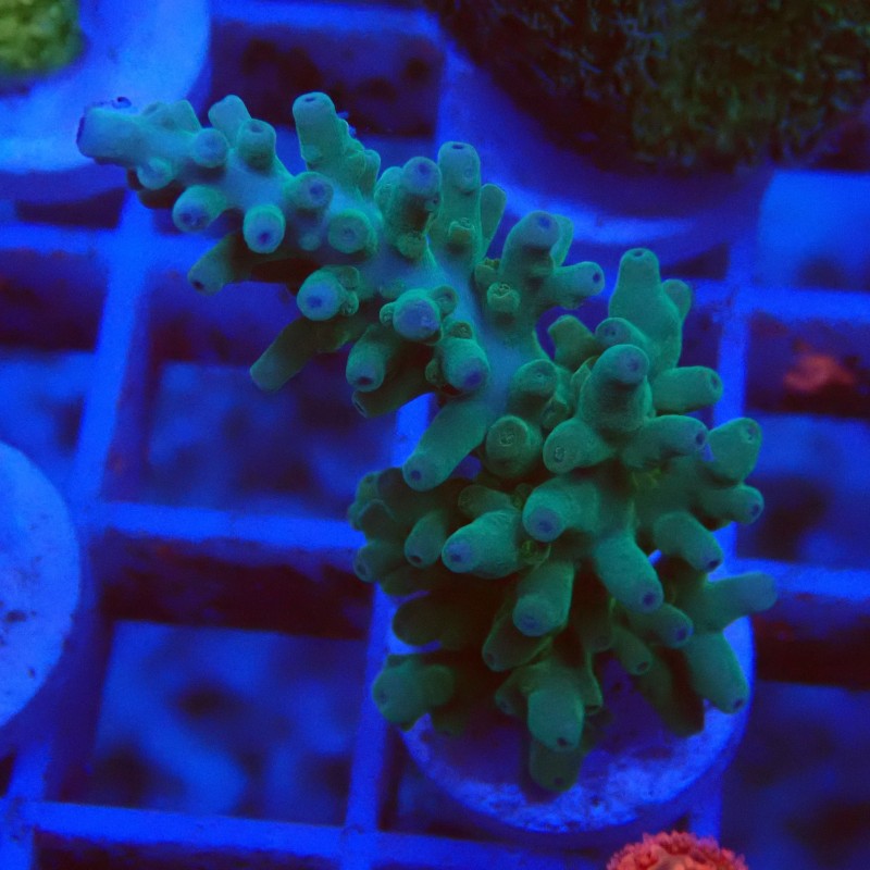 Acropora echinata J8 WYSIWYG