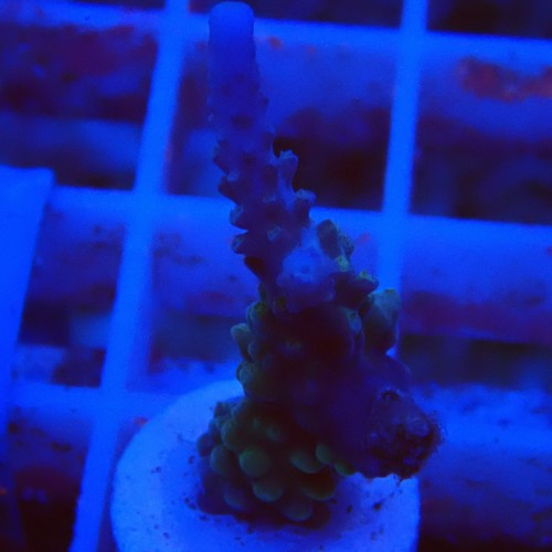 Acropora formosa J11 WYSIWYG