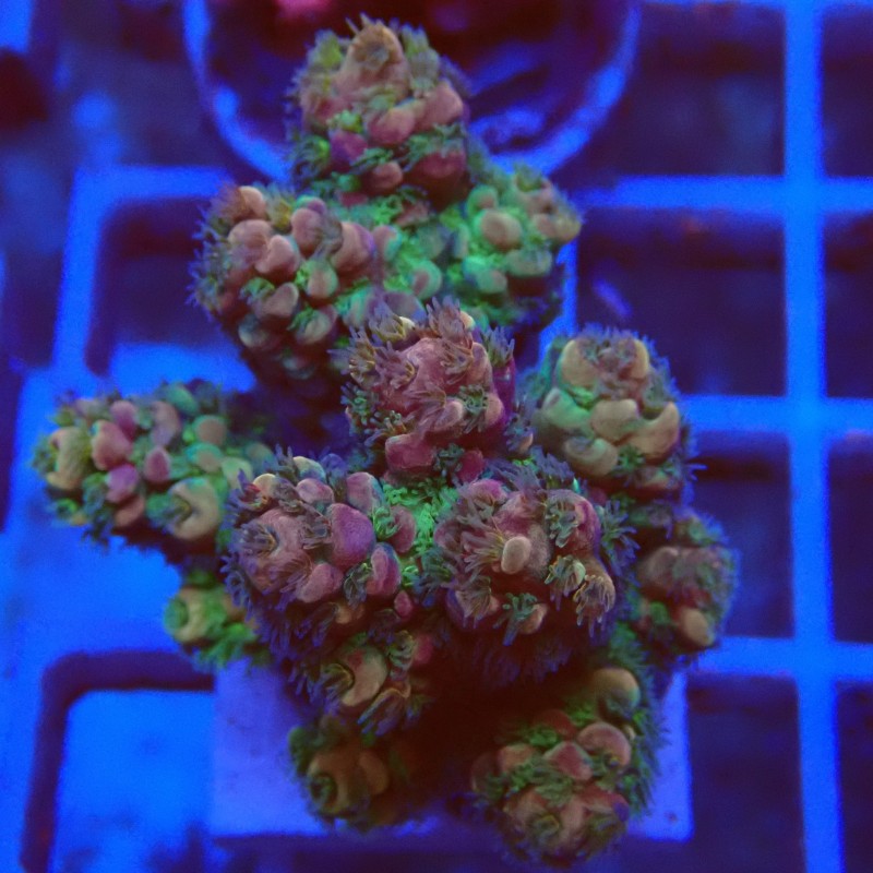 Acropora gemmifera M4 WYSIWYG