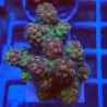 Acropora gemmifera M4 WYSIWYG