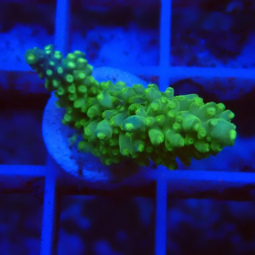 Acropora joker J1 WYSIWYG