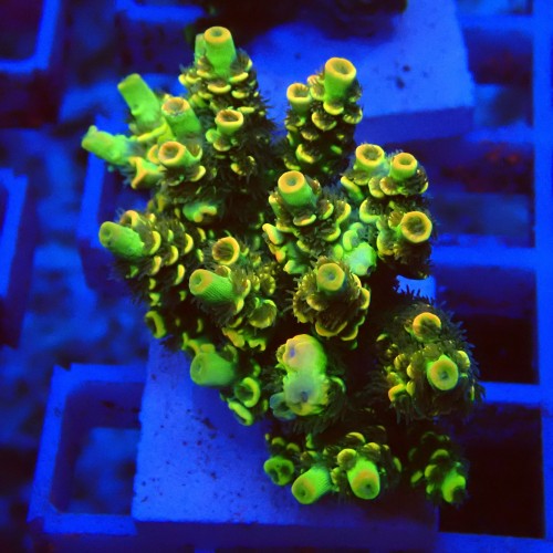 Acropora latistella M8 WYSIWYG
