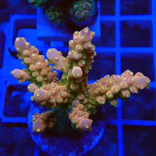 Acropora loripes M3 WYSIWYG