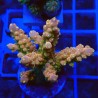 Acropora loripes M3 WYSIWYG