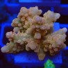 Acropora loripes M7 WYSIWYG