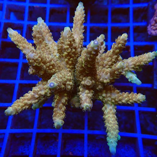 Acropora loripes O1 WYSIWYG