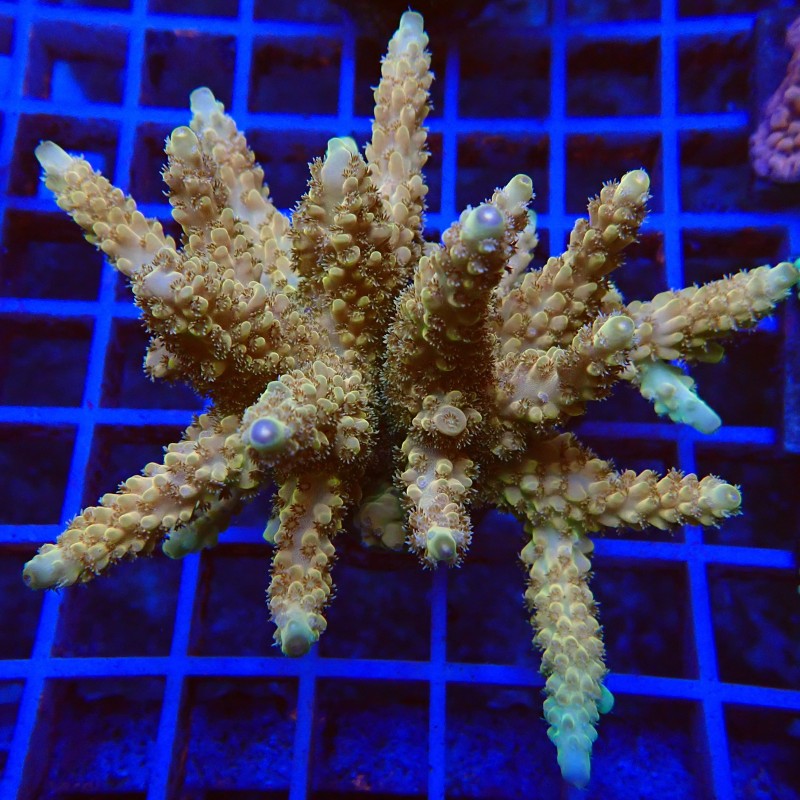 Acropora loripes O1 WYSIWYG