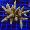 Acropora loripes O1 WYSIWYG
