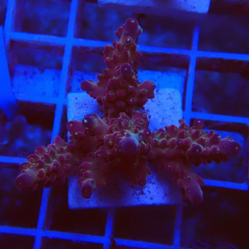 Acropora loripes S1 WYSIWYG