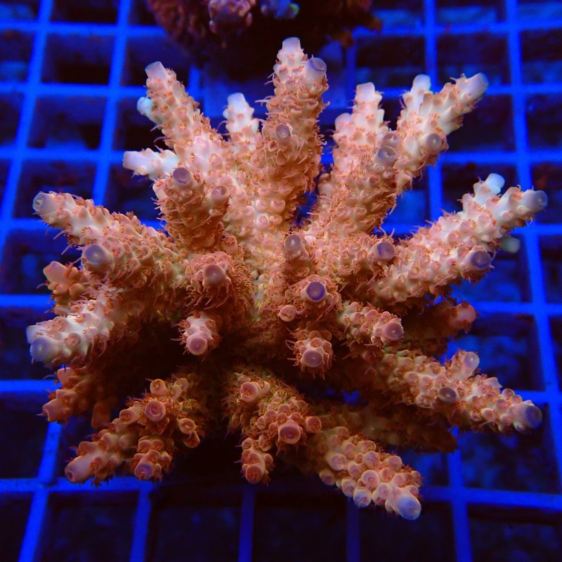 Acropora microclados O3 WYSIWYG