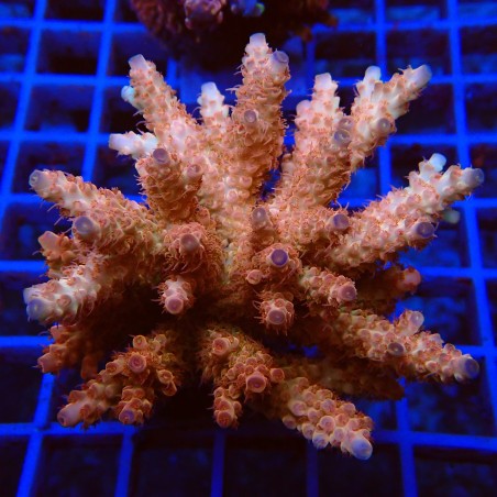 Acropora microclados O3 WYSIWYG