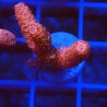 Acropora millepora J2 WYSIWYG