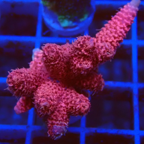 Acropora millepora J5 WYSIWYG