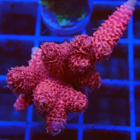Acropora millepora J5 WYSIWYG
