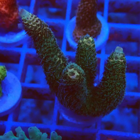 Acropora millepora J9 WYSIWYG