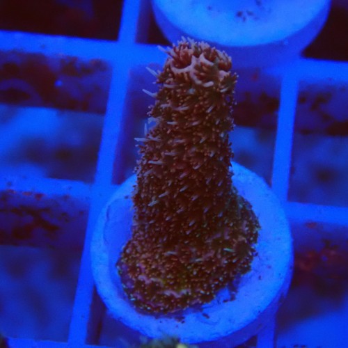 Acropora millepora J10 WYSIWYG