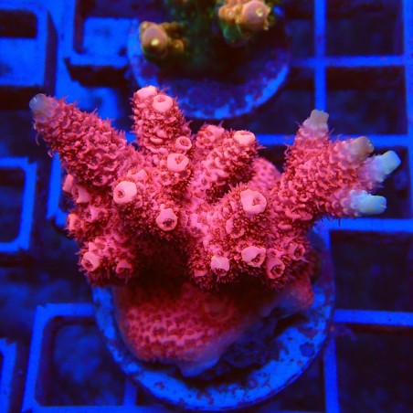Acropora millepora M2 WYSIWYG