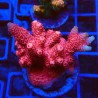 Acropora millepora M2 WYSIWYG
