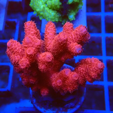 Acropora millepora M5 WYSIWYG