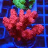 Acropora millepora M5 WYSIWYG