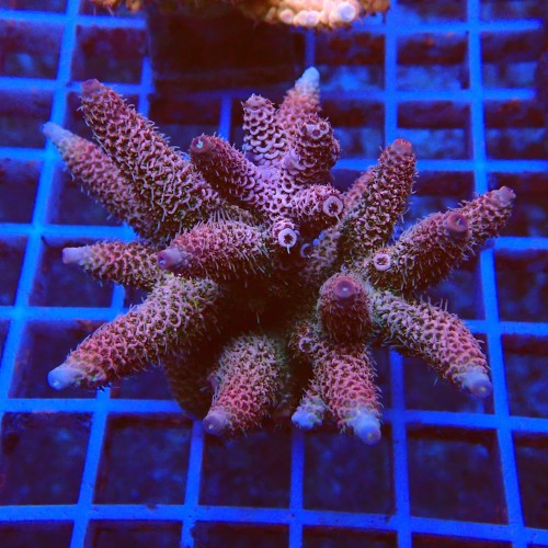 Acropora millepora O2 WYSIWYG