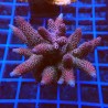 Acropora millepora O2 WYSIWYG