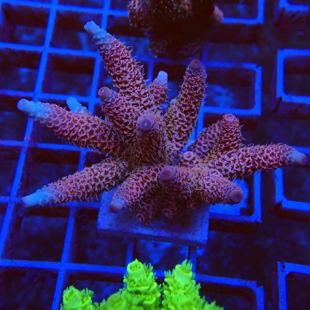 Acropora millepora S4 WYSIWYG