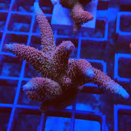 Acropora millepora S5 WYSIWYG