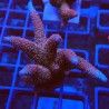 Acropora millepora S5 WYSIWYG