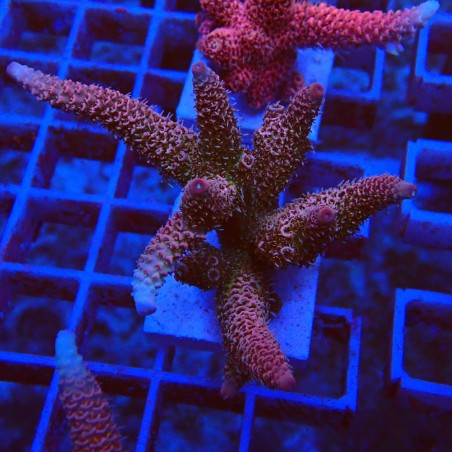 Acropora millepora S6 WYSIWYG