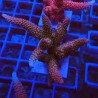 Acropora millepora S6 WYSIWYG