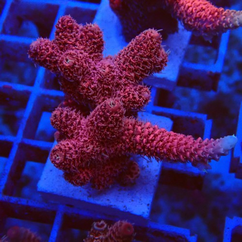 Acropora millepora S7 WYSIWYG
