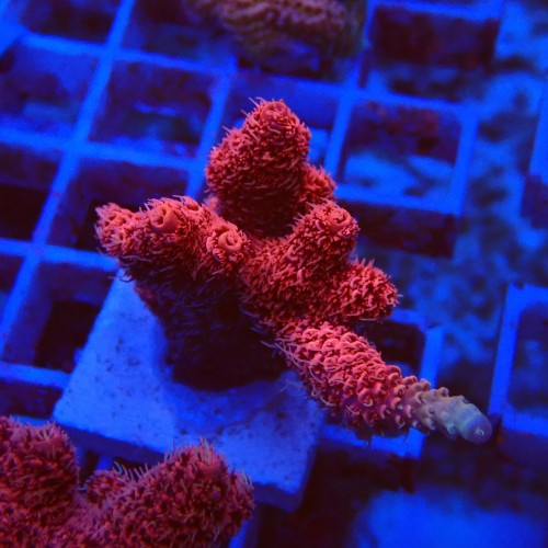 Acropora millepora S8 WYSIWYG