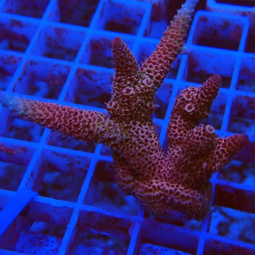 Acropora millepora S10 WYSIWYG